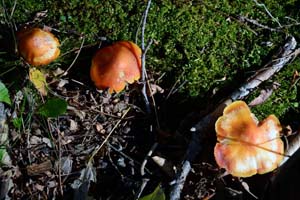 Hygrocybe punicea.